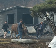 소 구출 작전 '우리는 가족이니까!'