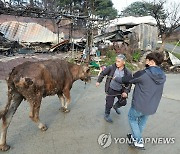 소 구출하는 가족