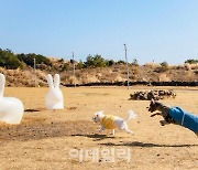 휘닉스 제주 섭지코지 반려견 동반 '오마이펫키지' 출시