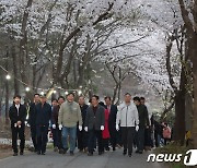 바닷가라 늦게 피어요…‘태안 가재산 벚꽃축제’ 16일까지