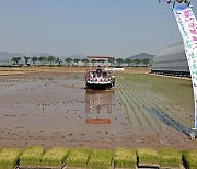 부산 첫 모내기, 14일 강서구 죽동동 논에서