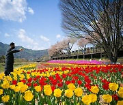 튤립·꽃잔디 만발…금산으로 꽃구경 오세요