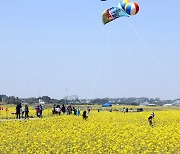 '100만평 유채꽃 향연' 14~16일 영암 월출산 유채꽃축제