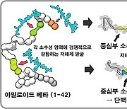 연구재단, 알츠하이머병 유발하는 단백질 형성과정 확인