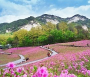 불암산 붉게 물들인 철쭉… 노원구, 대표 축제 ‘철쭉제’ 15~30일 개최