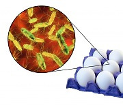 “이래서 달걀 먹겠어?” 살모넬라균 검출로 회수·폐기 ‘처분’