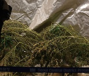 Man arrested after growing cannabis in home with pregnant wife