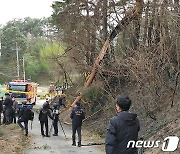 강원 '산불 비극' 계속된다…전선 묻고 전봇대 없애지 않으면