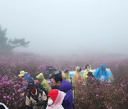 [포토뉴스]운무에 둘러싸인 대구 비슬산 참꽃 군락지 전경…등산객들 '탄성'