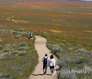 Superbloom California Arizona