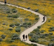 Superbloom California Arizona