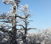 병해충이 한라산 구상나무·쇠퇴에 미치는 영향은…도, 25종 확인 연구착수