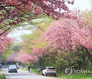 분홍빛 겹벚꽃 활짝 핀 제주