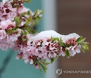 '4월에 함박눈'…강원 북부산지 최대 7㎝ 눈 예보