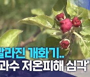 빨라진 개화기.. "과수 저온피해 심각"