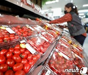 "방울토마토 생산 시기에…" 가격 폭락에 춘천 농가 '울상'