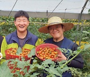 쿠팡 "토마토 농가 힘내라" 400t 사들여