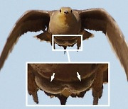 새도 ‘텀블러’ 쓴다…깃털에 물 적셔 30㎞ 날아도 안 마르는 비밀