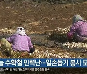 마늘 수확철 인력난…일손돕기 봉사 모집