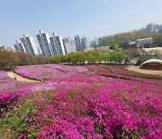 빨라진 개화 시기…군포시, 철쭉축제 앞서 일주일간 ‘철쭉 주간’ 운영