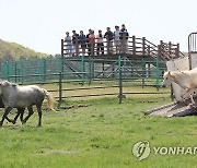 말들에게도 봄이 왔나봄