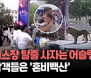 [영상] 서커스 공연 중 탈출한 사자 어슬렁…기겁해 달아나는 관객들