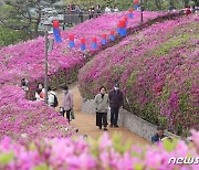 철쭉 만개한 군포 철쭉동산