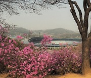 [포토친구] 원미산 진달래축제