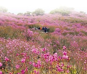 비슬산 가득 채운 참꽃향연, 숨이 턱 멎었다