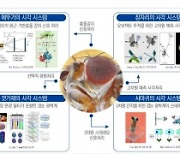 “슈퍼비전 AI ‘곤충겹눈모방 반도체’ 개발한다”