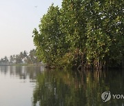 Climate India Mangrove Man