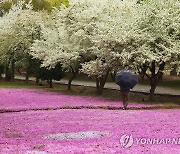 봄비 내리는 풍경