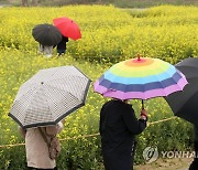 비 내리는 유채꽃밭