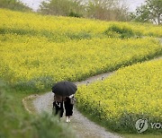 비 오는 유채꽃밭