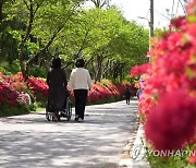 무등산 동적골에 핀 영산홍