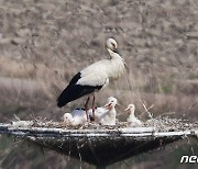 야생황새·인공증식 황새 4개 알 부화 성공…국내 처음