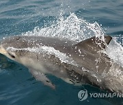 "돌고래 멀리서 눈으로 사랑해주세요"…과도한 접근시 200만원 과태료