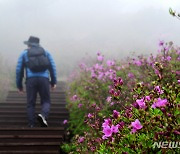 꽃망울 터뜨린 망운산 철쭉