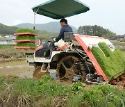 [울산소식]울주군, 두서면 농가에서 첫 모내기 등