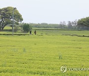 제주 녹차밭 산책