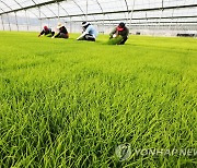 농촌 고령인구 비율 50%로 역대 최고…5집 중 1집 '1인 가구'