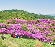 ‘지리산의 분홍빛 향연’ 운봉 바래봉 철쭉제 22일 개막