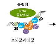 콜레라균 독성 제어 실마리, 원자력연이 방사선 이용해 찾았다