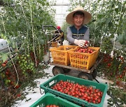 [현장 스케치] 안심하고 드세요…방울토마토 수확