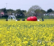 부여 금강에 유채꽃 ＇활짝＇