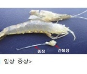 양식 새우 급성간췌장괴사병…수산생물 전염병 경보