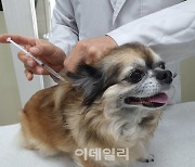 '개 집단 폐사' 등 동물학대 심각…정부, 반려동물 관련 법 강화