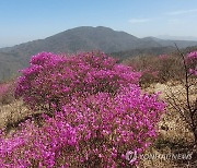 지리산 노고단에 핀 진달래