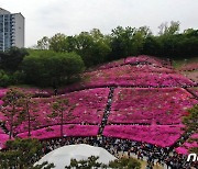 핑크빛으로 물든 철쭉동산