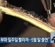 “돌발해충 부화 일주일 빨라져…5월 말 출현”